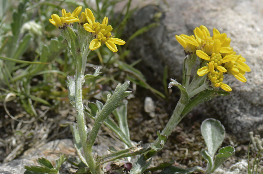 Jacobaea carniolica (= Senecio incanus subsp. carniolicus) /Senecione de